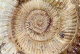 Wide Jurassic Perisphinctes Ammonite Fossil - Madagascar #72884-1